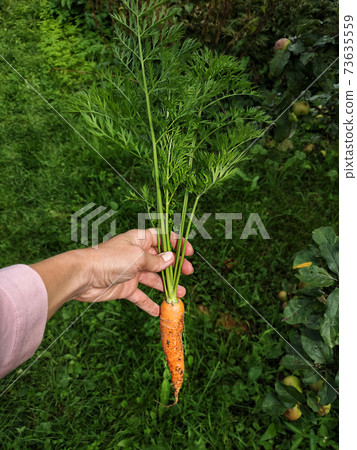 Close Up view Of Urban Farmer Harvesting Organic Carrots in the farden Close Up view Of Urban Farmer Harvesting Organic Carrots in the farden 73635559
