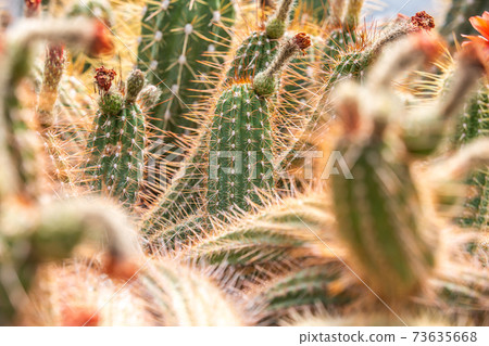 Close up of blooming cactus in a botanic garden Close up of blooming cactus in a botanic garden 73635668