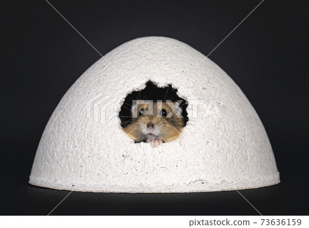 Young hamster on black background Young hamster on black background 73636159