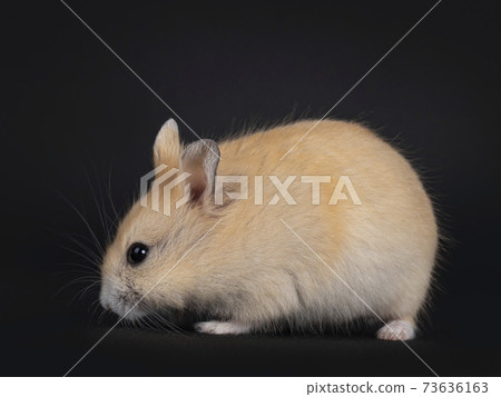 Young hamster on black background 73636163