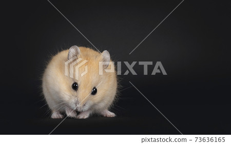 Young hamster on black background 73636165