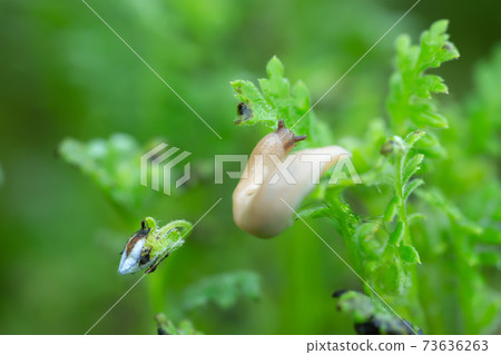 Grey field slug, Deroceras agreste feeding on plant, this slug can be a pest in gardens 73636263