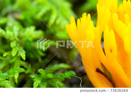 Fungus gnat, Mycetophilidae fly on yellow stagshorn, Calocera viscosa 73636269