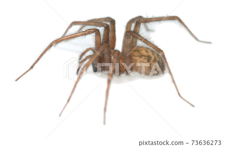 Barn funnel weaver, Tegenaria domestica spider isolated on white background, this spider can often be found in human homes Barn funnel weaver, Tegenaria domestica spider isolated on white background, this spider can often be found in human homes 73636273