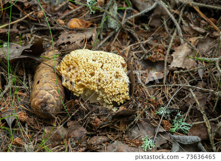 Closeup of coral mushroom, Ramaria safraniolens 73636465