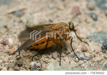 Snipe fly, Rhagionidae on ground, macro photo Snipe fly, Rhagionidae on ground, macro photo 73636602