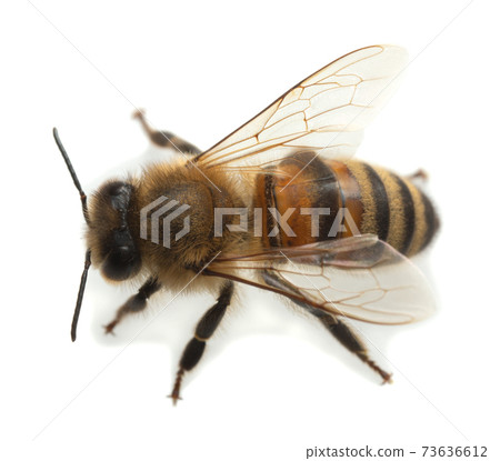 European honey bee, apis mellifera isolated on white background 73636612