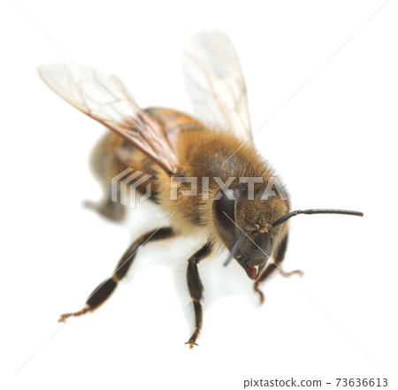 European honey bee, apis mellifera isolated on white backgroundEuropean honey bee, apis mellifera isolated on white background 73636613