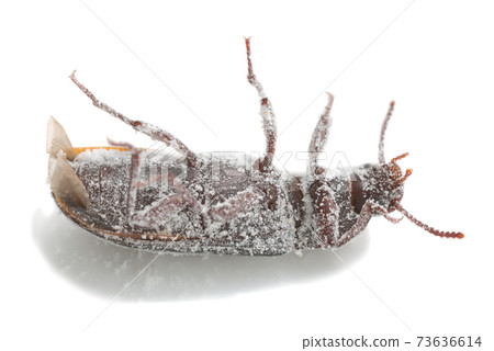 Mealworm beetle, Tenebrio molitor on its back covered in wheat flour photographed on white background Mealworm beetle, Tenebrio molitor on its back covered in wheat flour photographed on white background 73636614