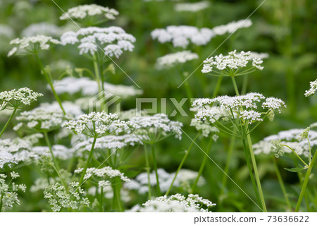Blooming ground elder, Aegopodium podagraria Blooming ground elder, Aegopodium podagraria 73636622