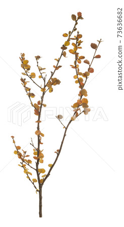 Dwarf birch, Betula nana in autumn colors isolated on white background 73636682