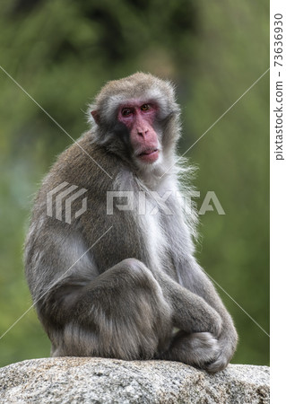 Curious Lapondera Monkey Macaca nemestrina on a rock. 73636930
