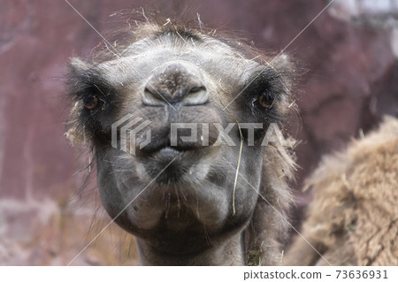 Head of a camel Camellia bactrianus. Head of a camel Camellia bactrianus. 73636931