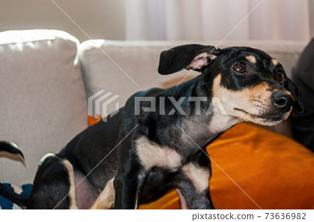 Cute little mutt dog standing on couch Cute little mutt dog standing on couch 73636982