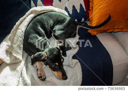 Cute little mutt dog standing on couch Cute little mutt dog standing on couch 73636983