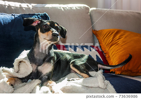 Cute little mutt dog standing on couch Cute little mutt dog standing on couch 73636986