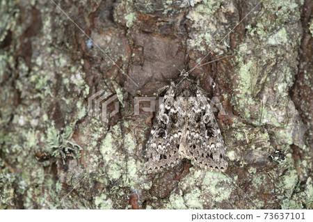Moth reasting on coniferous bark Moth reasting on coniferous bark 73637101