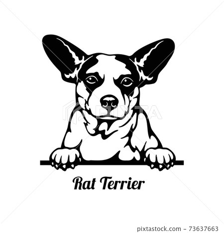 Rat Terrier - Peeking Dogs - - breed face head isolated on white Rat Terrier - Peeking Dogs - - breed face head isolated on white 73637663