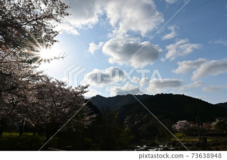 櫻花在Kawiyo公園 櫻花在Kawiyo公園 73638948