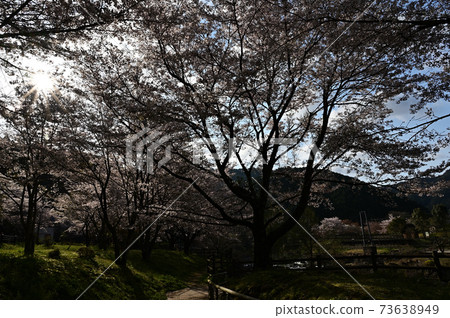 櫻花在Kawiyo公園 櫻花在Kawiyo公園 73638949