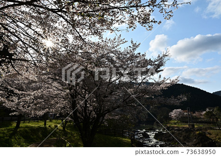 櫻花在Kawiyo公園 櫻花在Kawiyo公園 73638950