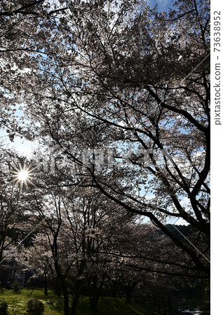 櫻花在Kawiyo公園 櫻花在Kawiyo公園 73638952