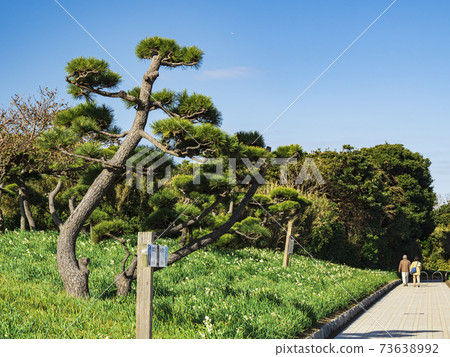Winter in Jogashima, Miura City, Kanagawa Prefecture, on the Shonan Miura Peninsula 73638992