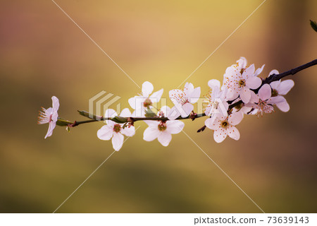 Plum spring flowers 73639143