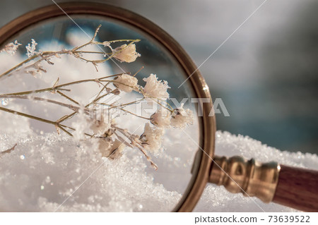 Close-up of wild white flower in the snow under a magnifying glass, natural winter background 73639522