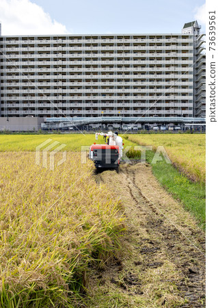 Rice harvesting with a passenger combine harvester in Sanda City, Hyogo Prefecture 73639561