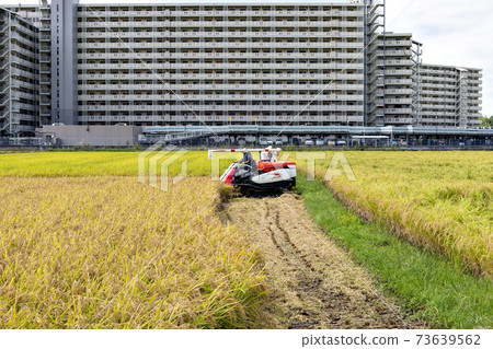 Rice harvesting with a passenger combine harvester in Sanda City, Hyogo Prefecture Rice harvesting with a passenger combine harvester in Sanda City, Hyogo Prefecture 73639562