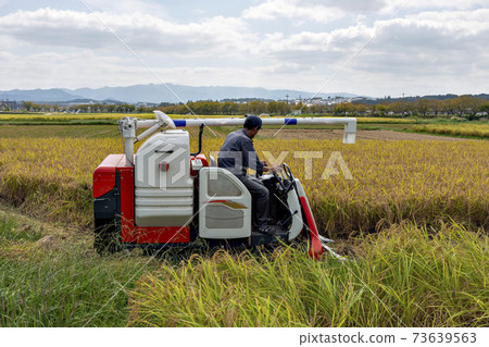 Rice harvesting with a passenger combine harvester in Sanda City, Hyogo Prefecture Rice harvesting with a passenger combine harvester in Sanda City, Hyogo Prefecture 73639563