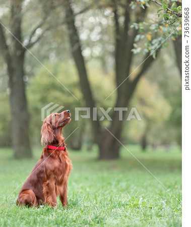 Red irish setter sitting on green grass at nature listening to command 73639668