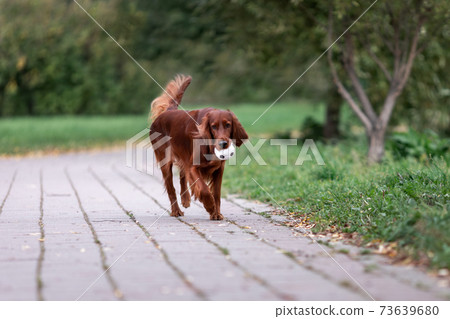 Red irish purebred setter dog run with toy ball at park 73639680