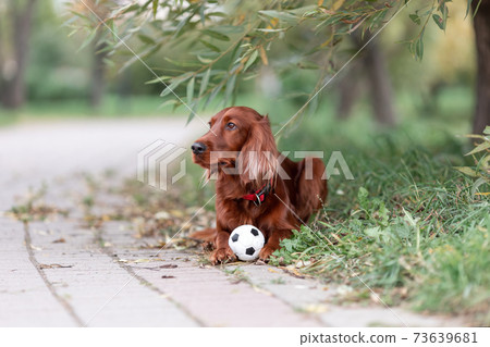 Red irish setter dog lying down on green grass with favorite toy small soccer ball at nature 73639681