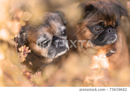 Two cute small griffon dogs amoung autumn leaves at nature Two cute small griffon dogs amoung autumn leaves at nature 73639682