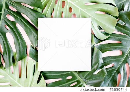 Texture tropical palm green leaf Monstera and white frame with copy space for text on pink background. Flat lay, top view Texture tropical palm green leaf Monstera and white frame with copy space for text on pink background. Flat lay, top view 73639744