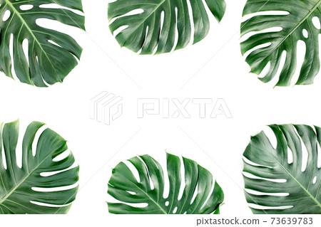 Tropical leaves Monstera on white background. Flat lay, top view 73639783