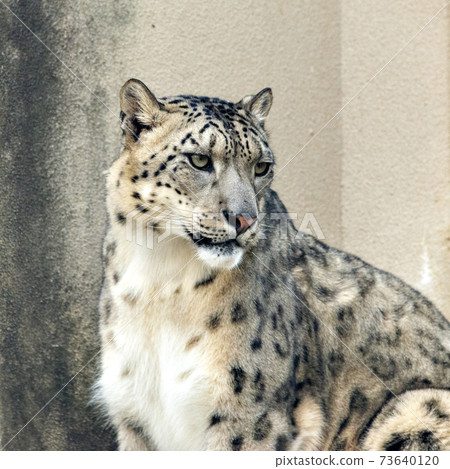 Snow leopard 73640120