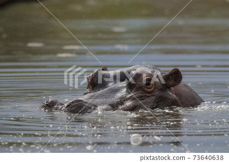 Hippopotamus, Kruger National Park 73640638