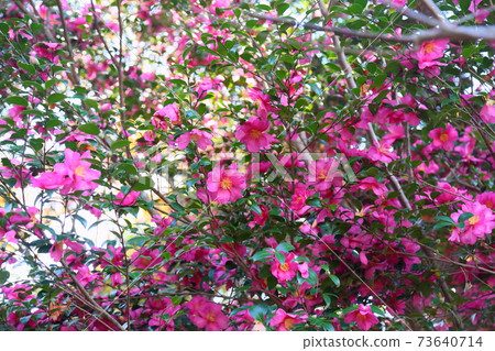 Sasanqua花 Sasanqua花 73640714
