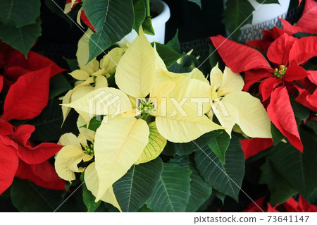 Poinsettia flowers Poinsettia flowers 73641147