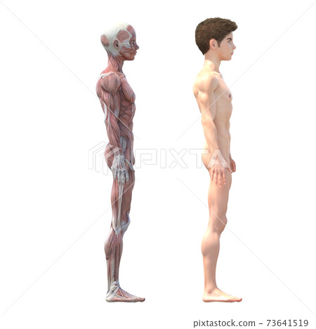男性解剖肌肉perming3DCG插圖素材 73641519
