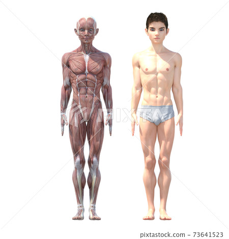 男性解剖肌肉perming3DCG插圖素材 73641523