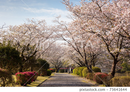 Sakura at Miyakonojo Kannon Pond Park Sakura at Miyakonojo Kannon Pond Park 73641644