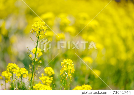 強姦開花 強姦開花 73641744