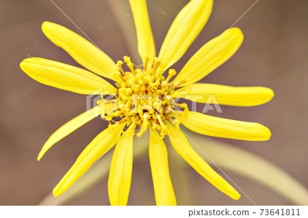 Ligularia japonica in full bloom in Japan Ligularia japonica in full bloom in Japan 73641811