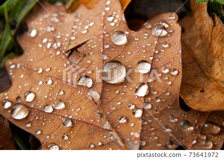 Leaf Leaf 73641972