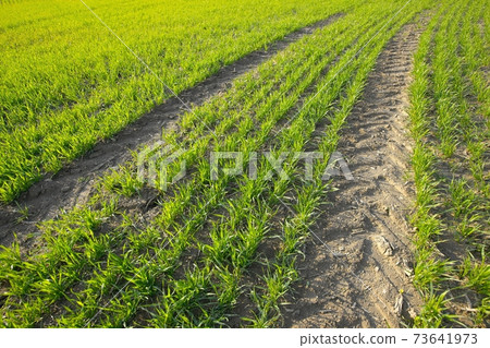 Field Field 73641973