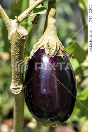 在家庭花園中種植的茄子果實 73642202